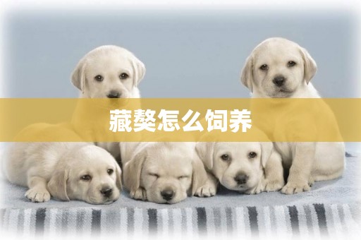 藏獒怎么飼養