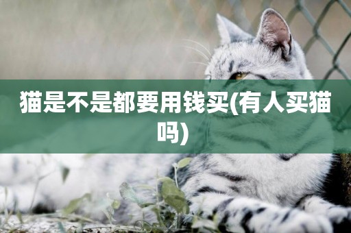 貓是不是都要用錢買(有人買貓嗎) 