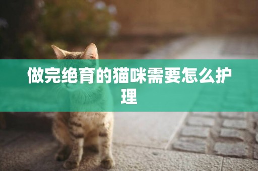 做完絕育的貓咪需要怎么護理