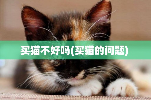 買貓不好嗎(買貓的問題) 