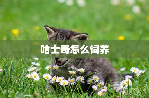 哈士奇怎么飼養
