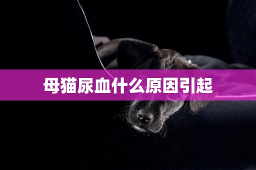 母貓尿血什么原因引起