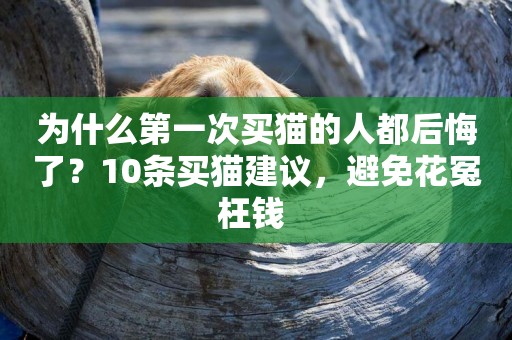 為什么第一次買貓的人都后悔了？10條買貓建議，避免花冤枉錢 