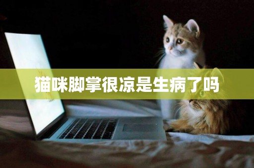 貓咪腳掌很涼是生病了嗎