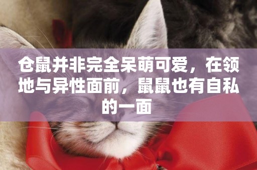 倉鼠并非完全呆萌可愛，在領地與異性面前，鼠鼠也有自私的一面 
