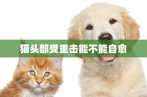 貓頭部受重擊能不能自愈