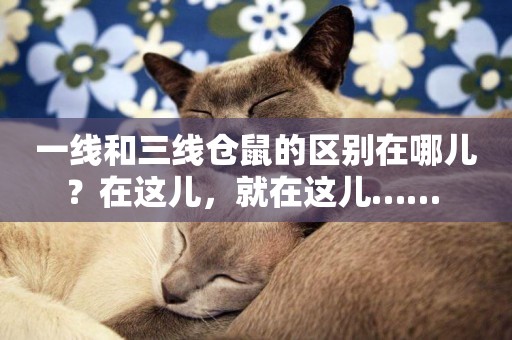 一線和三線倉鼠的區別在哪兒？在這兒，就在這兒…… 