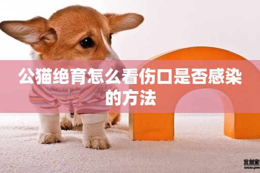 公貓絕育怎么看傷口是否感染的方法