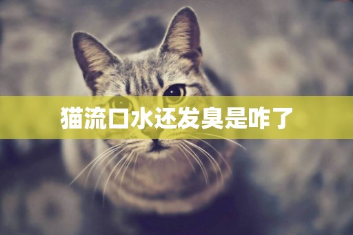 貓流口水還發臭是咋了