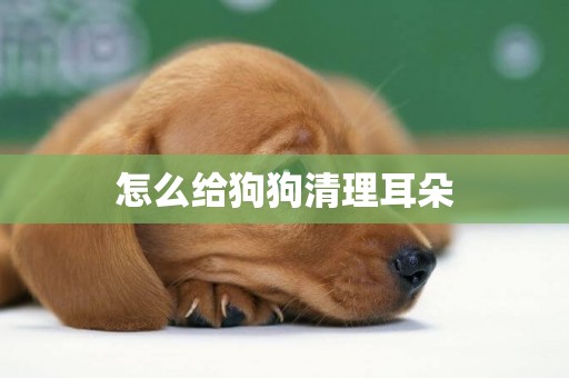 怎么給狗狗清理耳朵