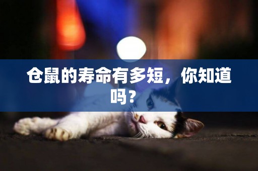 倉鼠的壽命有多短，你知道嗎？ 