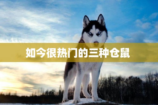 如今很熱門的三種倉鼠 