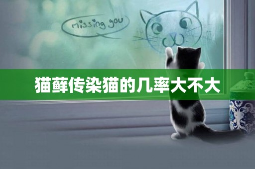 貓蘚傳染貓的幾率大不大