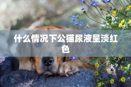 什么情況下公貓尿液呈淡紅色