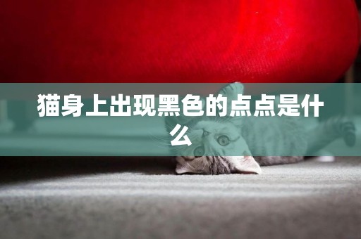 貓身上出現黑色的點點是什么