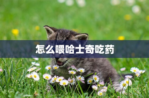 怎么喂哈士奇吃藥