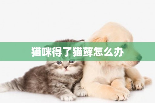 貓咪得了貓蘚怎么辦