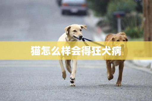 貓怎么樣會得狂犬病