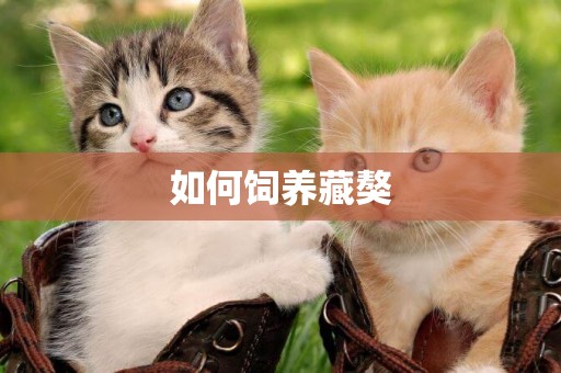 如何飼養藏獒