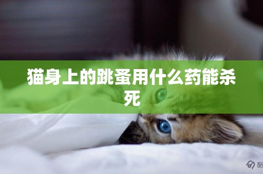 貓身上的跳蚤用什么藥能殺死