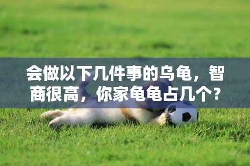 會做以下幾件事的烏龜，智商很高，你家龜龜占幾個？「龜谷鱉老」 