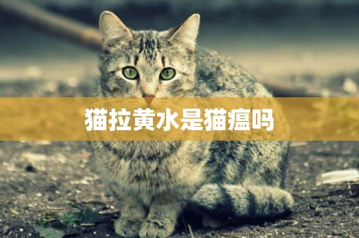 貓拉黃水是貓瘟嗎