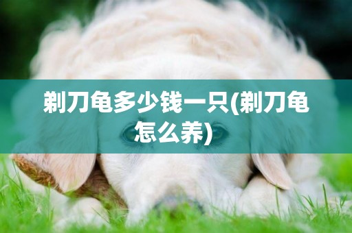 剃刀龜多少錢一只(剃刀龜怎么養) 