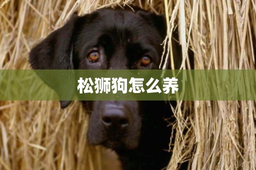 松獅狗怎么養