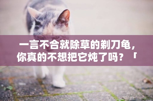 一言不合就除草的剃刀龜，你真的不想把它燉了嗎？「龜谷鱉老」 
