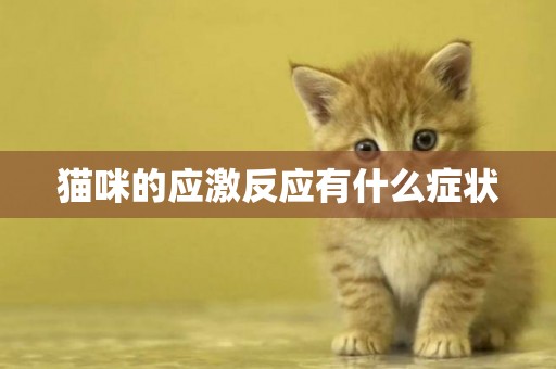貓咪的應激反應有什么癥狀