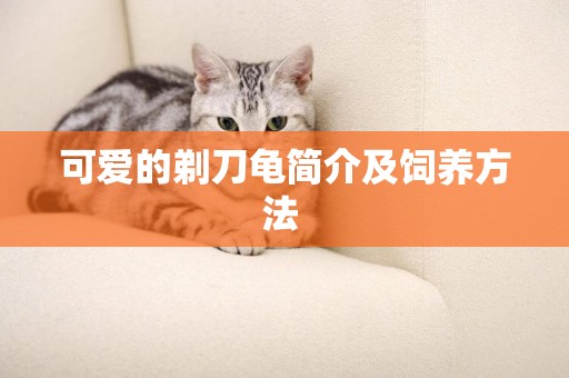 可愛的剃刀龜簡介及飼養方法 