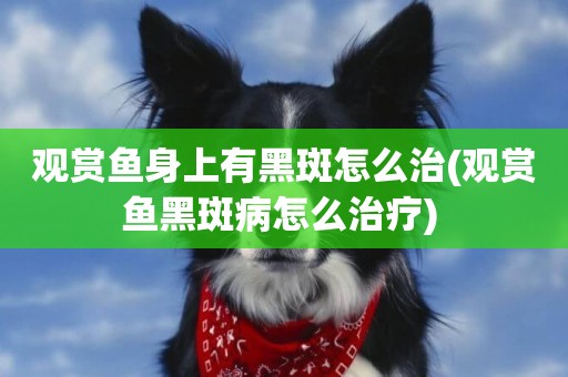 觀賞魚身上有黑斑怎么治(觀賞魚黑斑病怎么治療) 