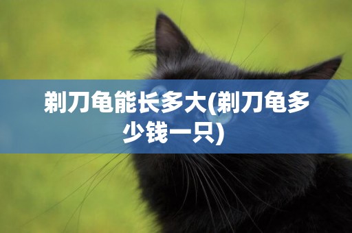 剃刀龜能長多大(剃刀龜多少錢一只) 
