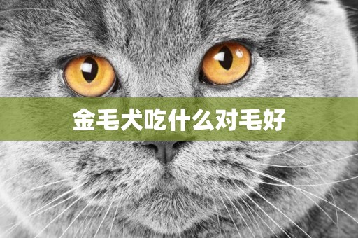 金毛犬吃什么對毛好