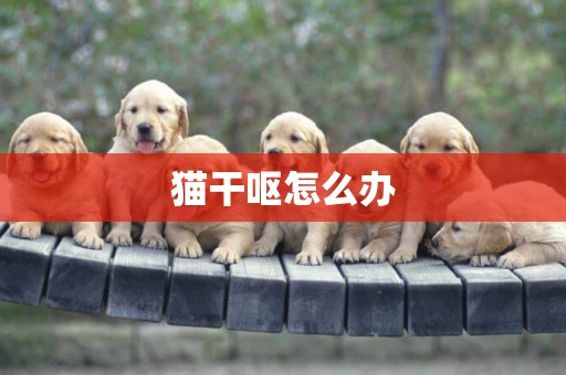 貓干嘔怎么辦