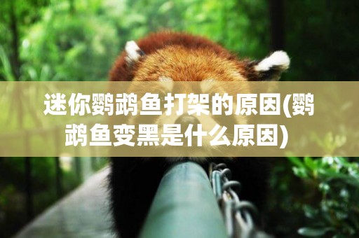 迷你鸚鵡魚打架的原因(鸚鵡魚變黑是什么原因) 