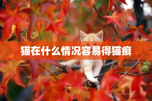 貓在什么情況容易得貓癬