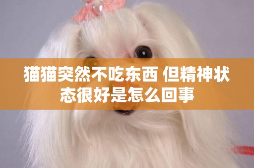 貓貓突然不吃東西 但精神狀態很好是怎么回事
