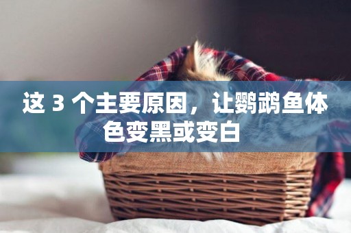 這 3 個主要原因，讓鸚鵡魚體色變黑或變白 