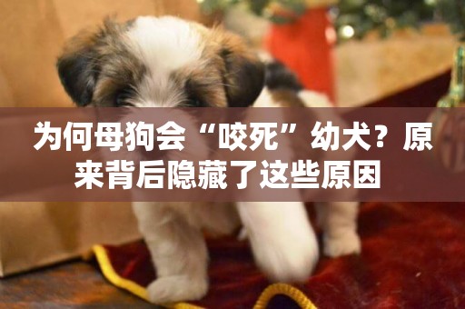 為何母狗會“咬死”幼犬？原來背后隱藏了這些原因 