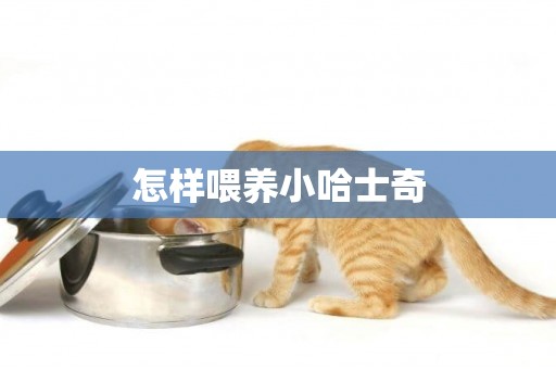 怎樣喂養小哈士奇