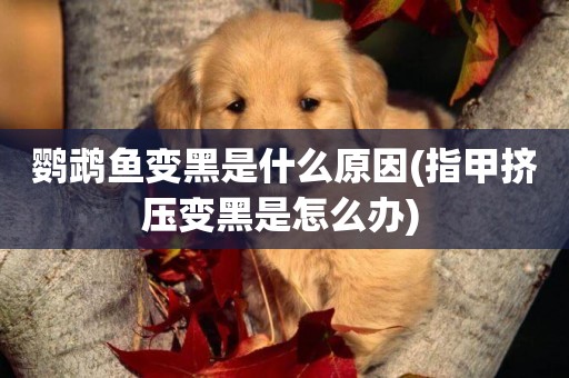 鸚鵡魚變黑是什么原因(指甲擠壓變黑是怎么辦) 