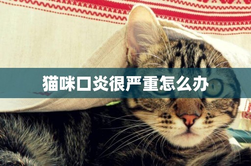 貓咪口炎很嚴重怎么辦