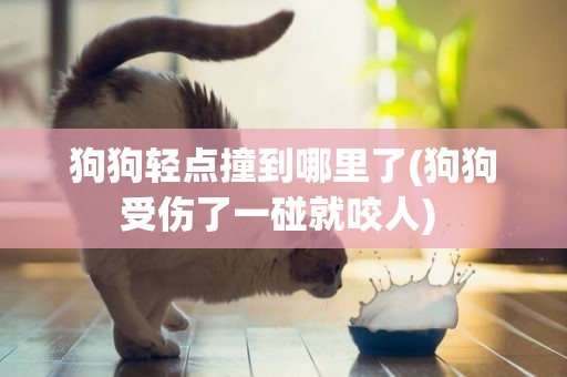 狗狗輕點撞到哪里了(狗狗受傷了一碰就咬人) 