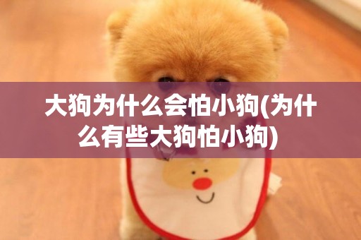大狗為什么會怕小狗(為什么有些大狗怕小狗) 