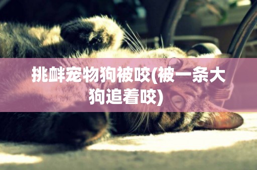 挑釁寵物狗被咬(被一條大狗追著咬) 
