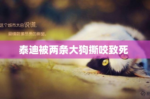 泰迪被兩條大狗撕咬致死 