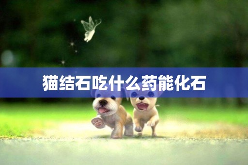 貓結石吃什么藥能化石