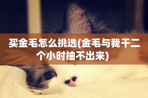 買金毛怎么挑選(金毛與我干二個小時抽不出來) 