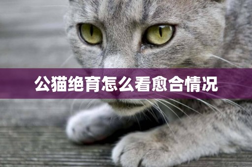 公貓絕育怎么看愈合情況